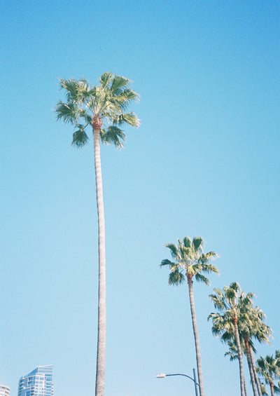 Wes Felix on Los Angeles | Heartbreak & Saysh